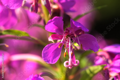 Wild flower. A fireweed flower growing on a summer field. 
