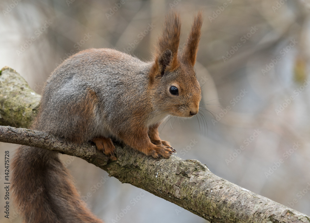 Cute young red squirrel sitting on tree branch Cute young red squirrel sitting on tree branch