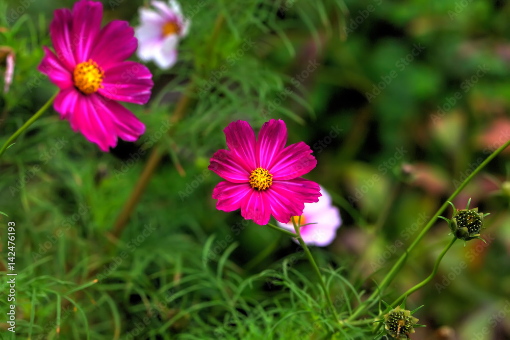 Garden flower. A flower of the cosmos growing in the summer garden.