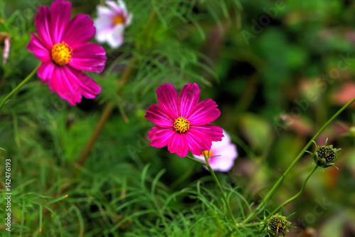 Obraz na płótnie Garden flower. A flower of the cosmos growing in the summer garden. w salonie