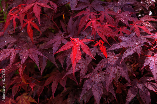Obraz na płótnie Garden tree. Red leaves of a Japanese maple growing in a summer garden. w salonie