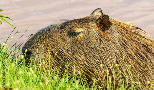 Capybara feeding on grass