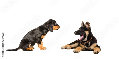 Two puppies of breed Slovakian Hound and German Shepherd  isolated on a white background