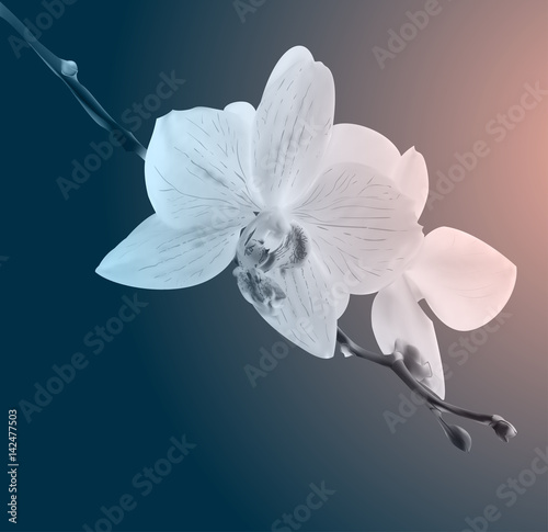 Beautiful orchid flowers. Vintage card. Sad mood.