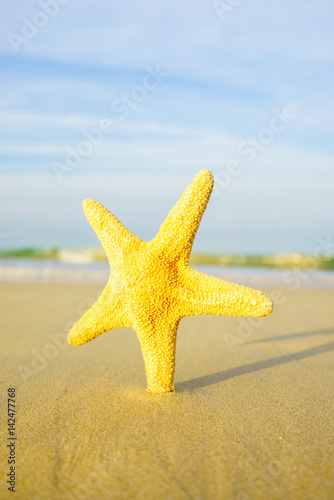 Starfish on the beach on a sunny day