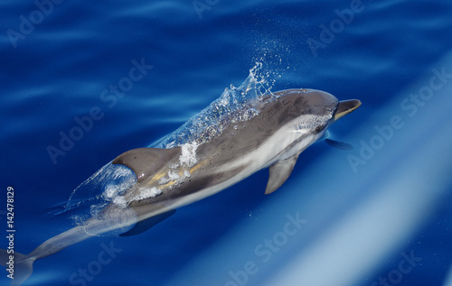 Wild dolphins. © victorag1954