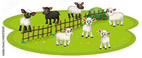 White sheeps and black sheeps on the farm