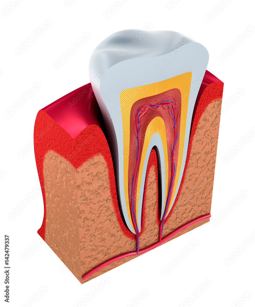 Section of the tooth. pulp with nerves and blood vessels. 3D illustration Section of the tooth. pulp with nerves and blood vessels. 3D illustration