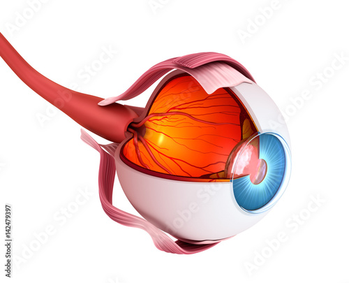 Eye anatomy - inner structure, Medically accurate 3D illustration .