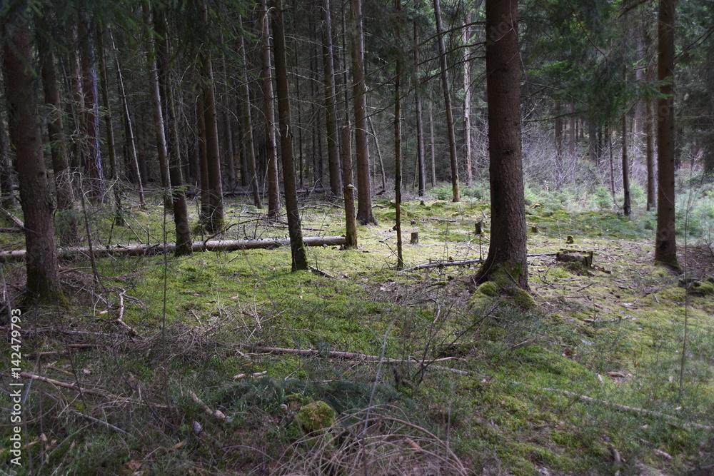 Waldboden Waldboden
