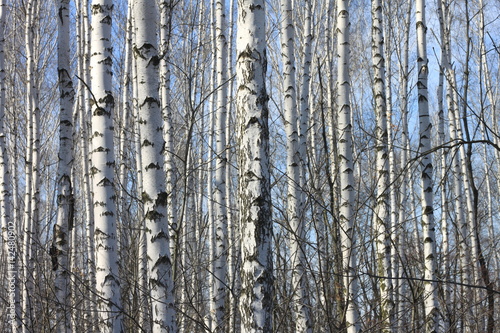 Trunks of birch trees against blue sky  birch forest in sunlight in spring  birch trees in bright sunshine