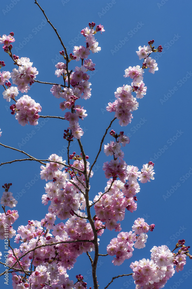 One branch of blooming beautiful cherry with blue sky as background in spring