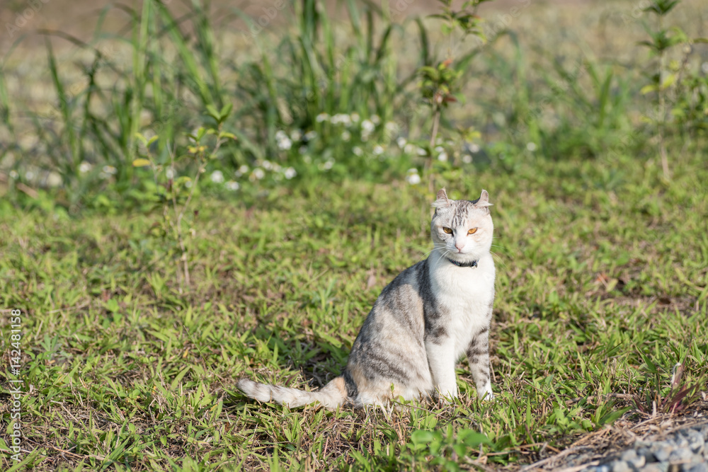 Obraz premium cat sit on grass