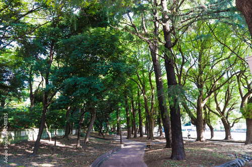 Pathway at park green tree