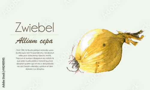 Zwiebel Aquarell - gelb