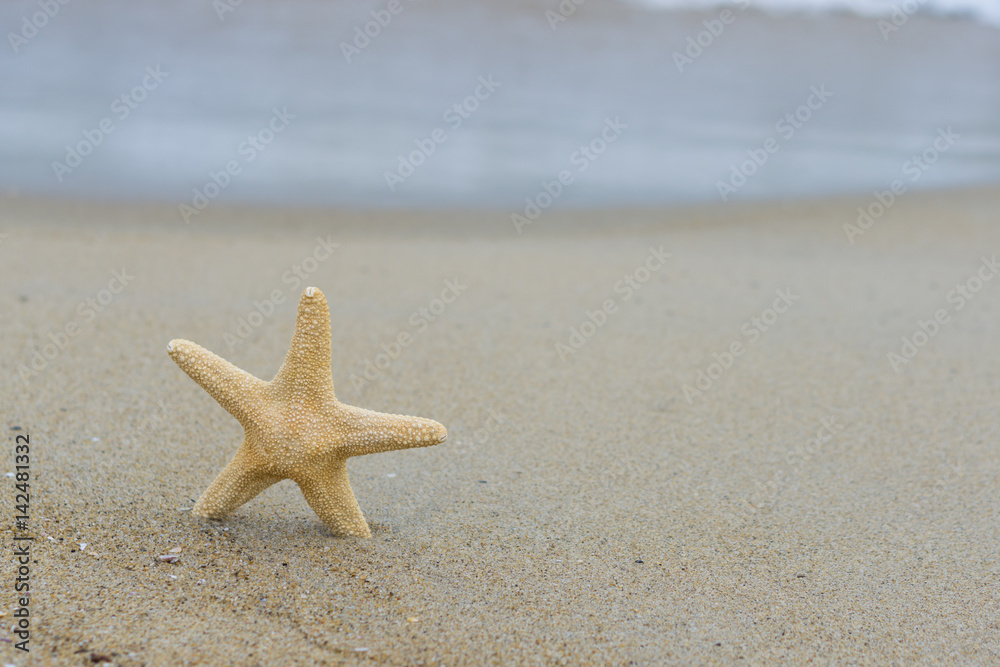 Starfish on the beach on a sunny day Starfish on the beach on a sunny day