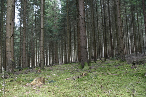 Waldboden © Thorsten Grohse