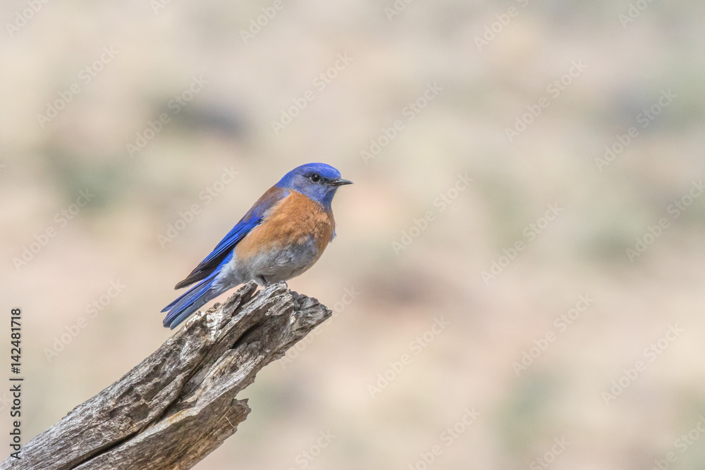 Western Bluebird perching on log in central New Mexico Western Bluebird perching on log in central New Mexico