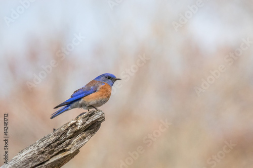 Western Bluebird perching on log in central New Mexico