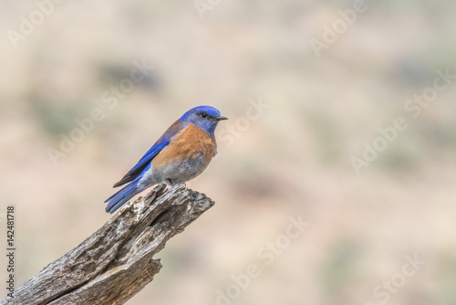 Western Bluebird perching on log in central New Mexico