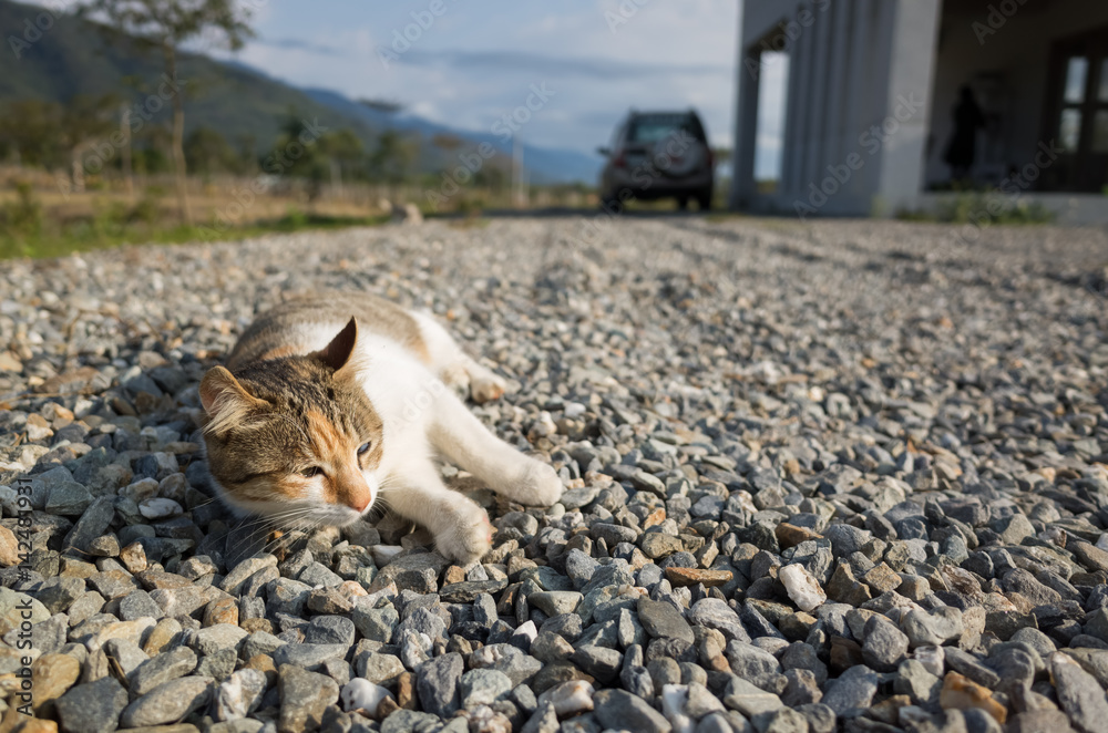 Fototapeta premium little cat sit