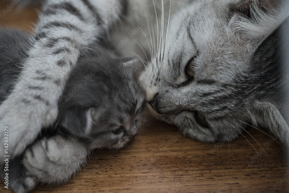 mother cat and its kitten. mother cat and its kitten.