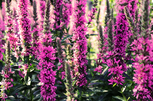 Close up shot of blooming pink flowers on a sunny day. Beautiful big flowers in the garden. Spring landscape.