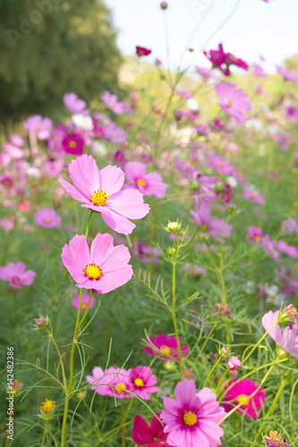 Cosmos flowers blooming in the garden, pink cosmos flowers