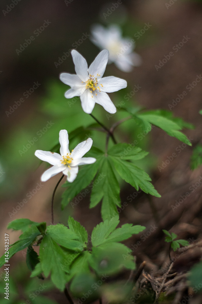 Anemone nemorosa - macrophoto art with beautiful bokeh Anemone nemorosa - macrophoto art with beautiful bokeh