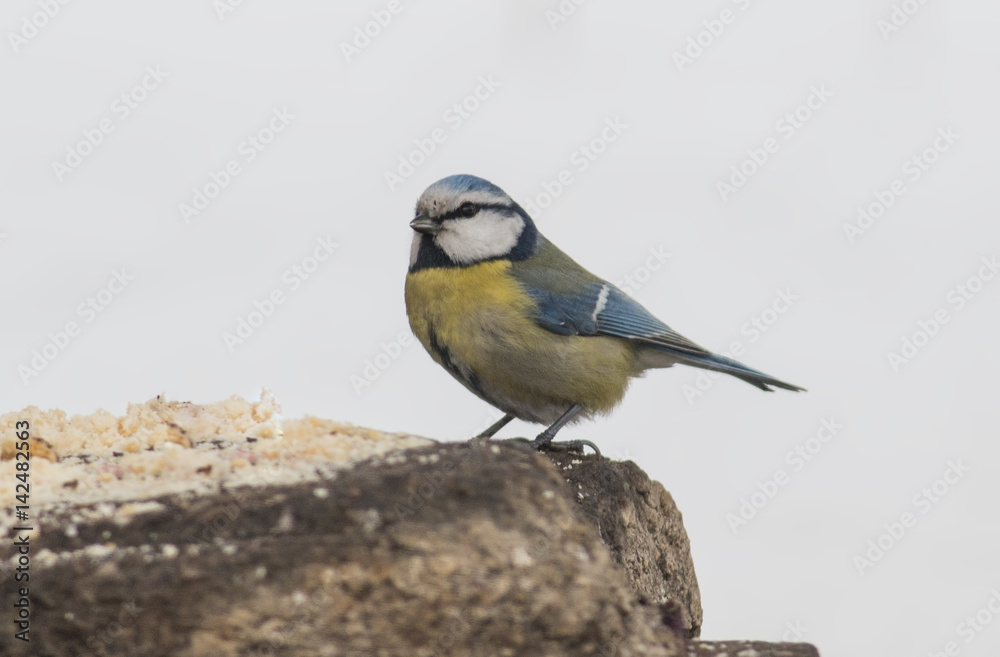 Fototapeta premium Blue Tit