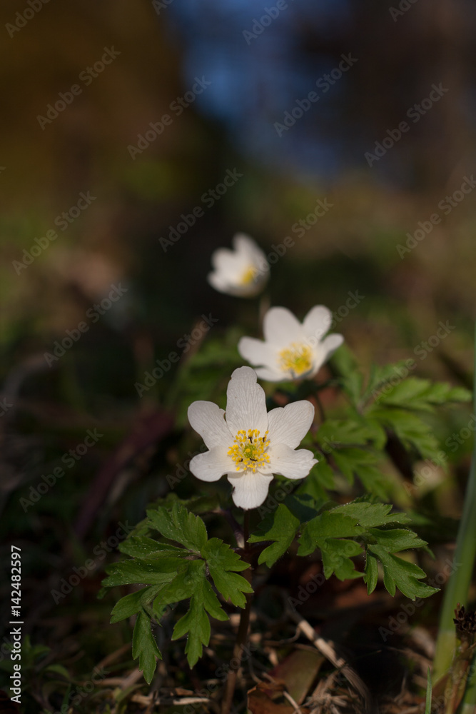 Anemone nemorosa - macrophoto art with beautiful bokeh Anemone nemorosa - macrophoto art with beautiful bokeh