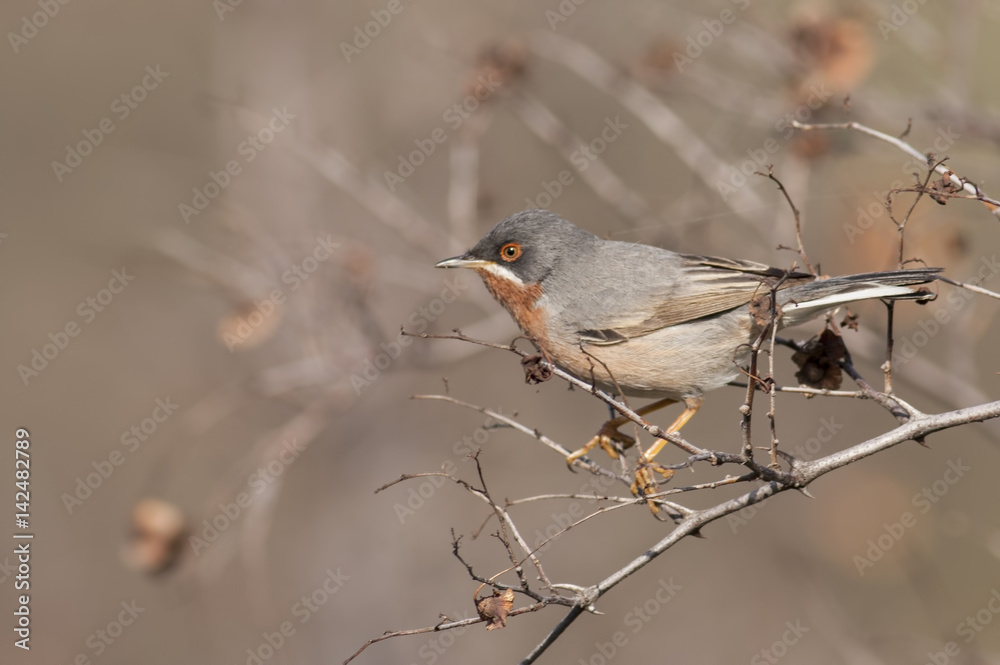 Male of Subalpine warbler. Sylvia cantillans Male of Subalpine warbler. Sylvia cantillans