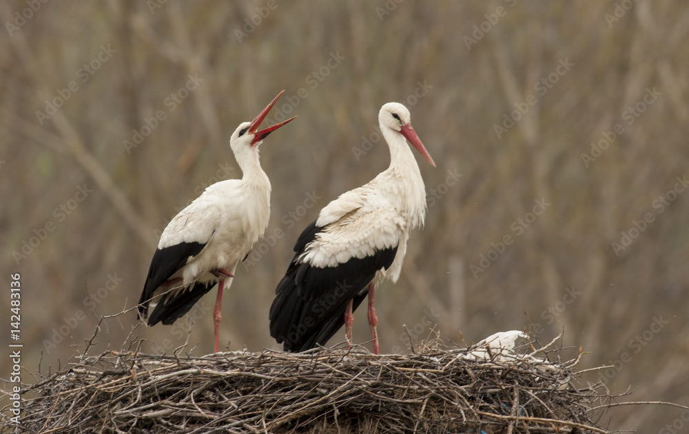 Fototapeta premium White Stork in nest