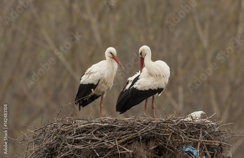 White Stork in nest