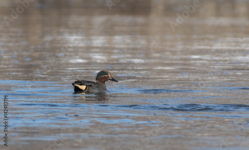 duck teal on the water