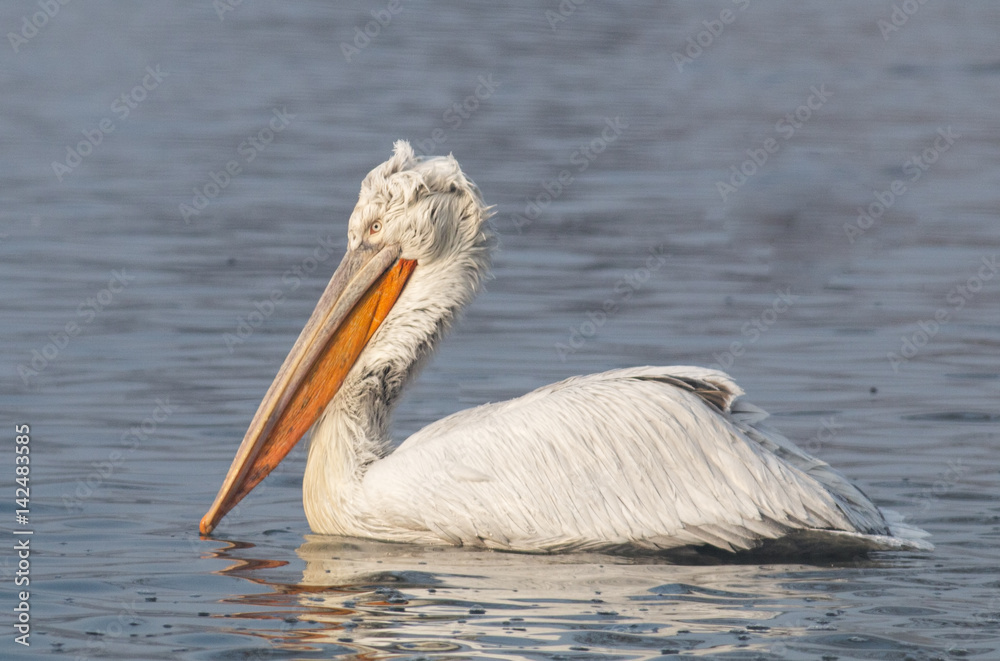 Dalmatian pelican