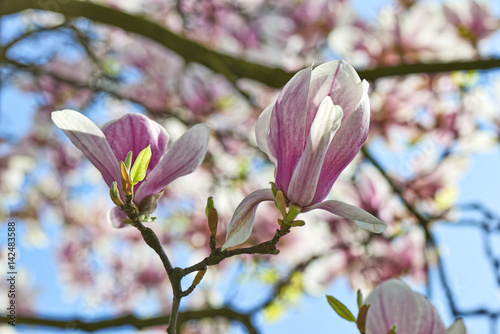 Beautifull Magnolia tree and flowers in easter