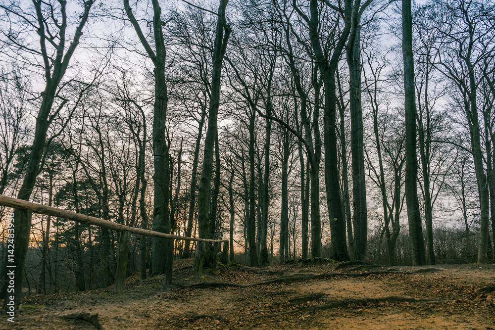 Naklejka premium Countryside woodland landscape at sunset