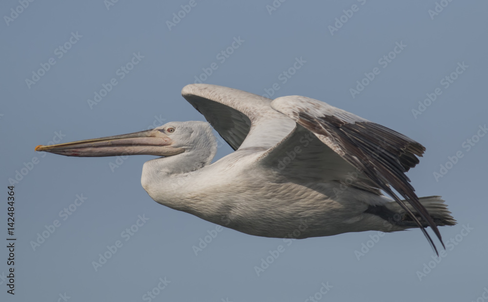 Obraz premium Dalmatian pelican
