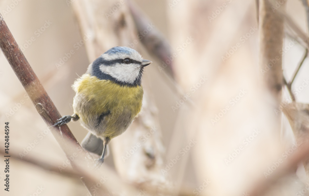 Obraz premium Blue tit