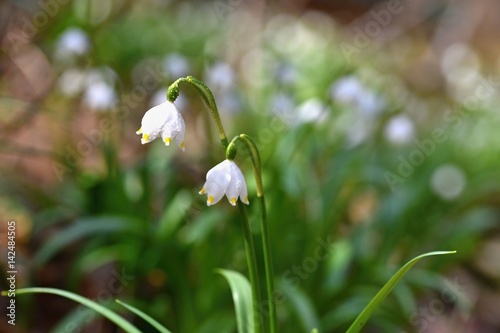 Spring snowflakes flowers. ( leucojum vernum carpaticum) Beautiful blooming flowers in forest with natural colored background. photo