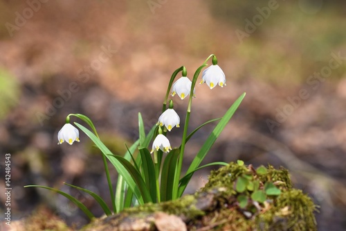 Spring snowflakes flowers. ( leucojum vernum carpaticum) Beautiful blooming flowers in forest with natural colored background. © montypeter