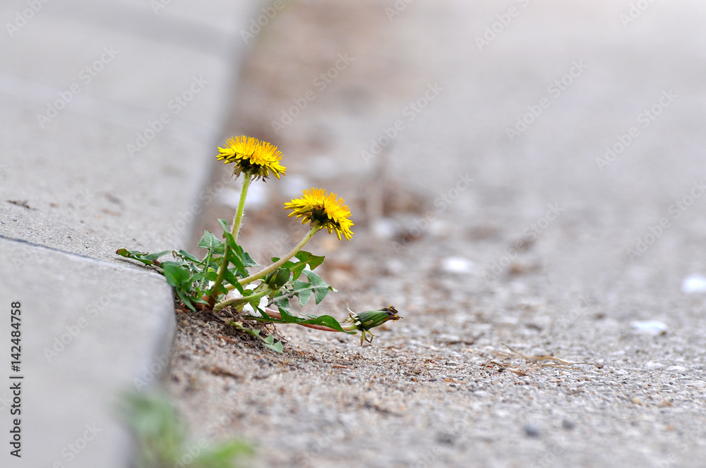Obraz premium Kwiat mniszka lekarskiego rosnący między asfaltem a krawężnikami. Natura przeciwko człowiekowi
