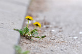 Dandelion flower growing between asphalt and curbs. Nature against man