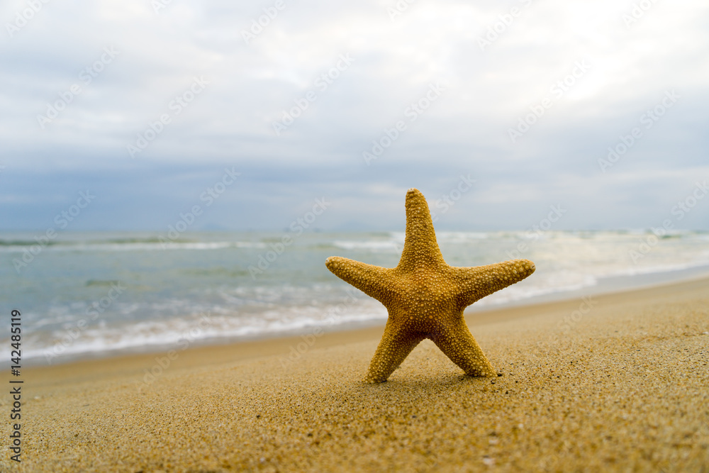 Starfish on the beach on a sunny day Starfish on the beach on a sunny day