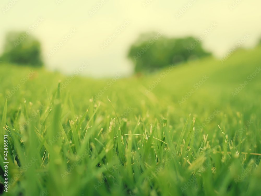 Lush grass field with blurred focus for nature background