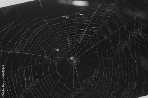 cobweb, spider web