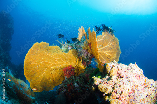 Undersea, Underwater life, fish, shoal, coral