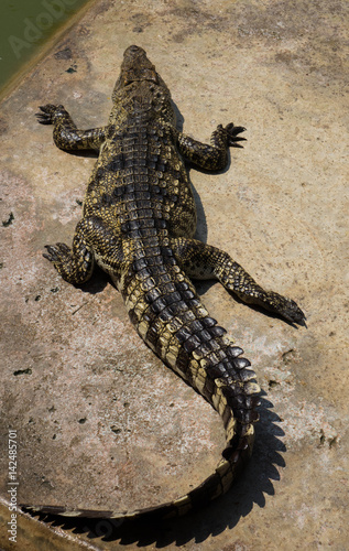 Crocodile living on ground in summer day.