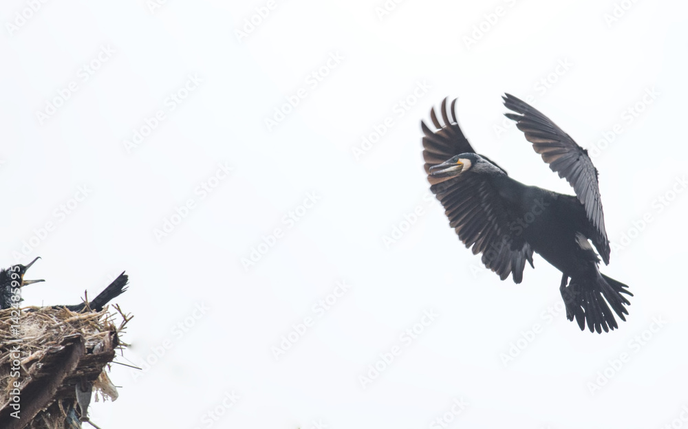 Obraz premium Cormorant